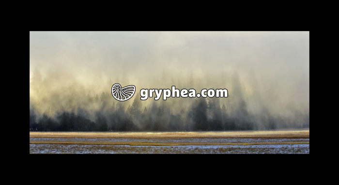 Forêt et brume (Yellowstone NP, Wyoming, USA) - gryphea.com